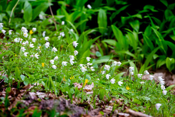 Wood anemone blooming in the park on the shore of the pond. Made in a shaded place, soft light, blurred background.