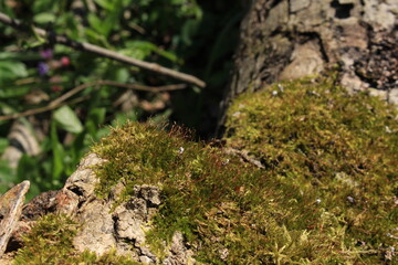 Moss grows on a tree trunk