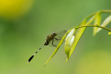 Green marsh hawk resting on a leaf