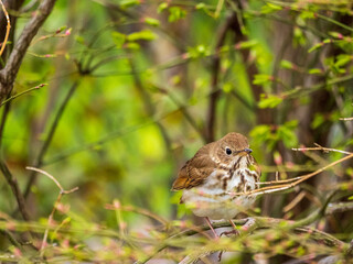 hermit thrush on a branch