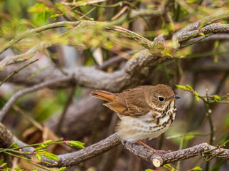 hermit thrush on a branch