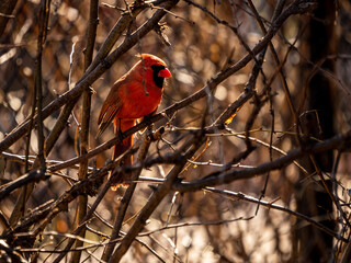 red cardinal on branch