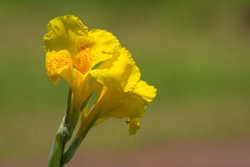 Yellow canna flowers in sunlight