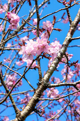 Prunus sargentii a springtime flowering cherry tree plant with pink flower blossom in the spring season which is commonly known as Sargent's cherry, stock photo image