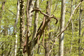Obraz premium vieux vélo dans un arbre, vélo rouillé suspendu dans les arbres, cadre de vélo, vélo sans roue