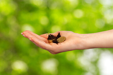 Seedlings grown on a coins stack in female palm