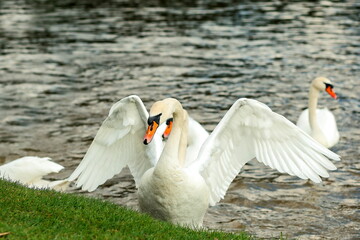Fototapeta premium A white swan flapped its wings near the shore