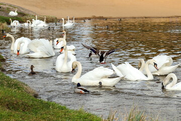A flock of white swans on the water in the lake near the shore