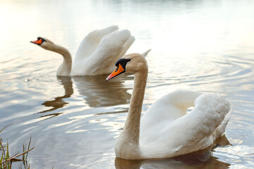 Obraz premium two white swans on the water in the lake at sunset