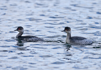 Black-necked or long-eared grebe (Podiceps nigricollis) in winter plumage swim in the water