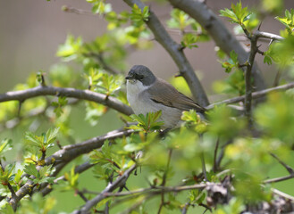 This year's first lesser whitethroat (Curruca curruca) was shot in a flowering bush with green leaves. Close-up detailed photo of a bird