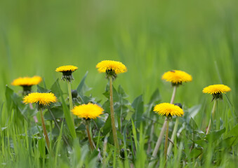 Several bright yellow dandelions are photographed close-up on a blurred background of green grass