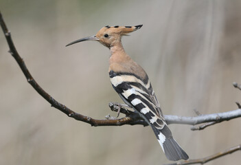 Spring hoopoe filmed on tree and ground during breeding season