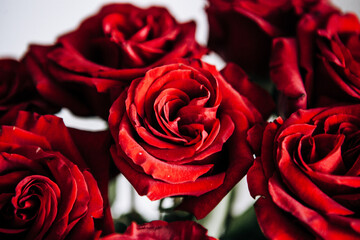 expensive bouquet of large red roses, background of many red roses