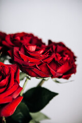 expensive bouquet of large red roses, background of many red roses