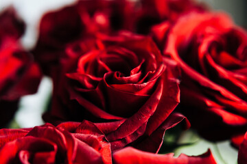 expensive bouquet of large red roses, background of many red roses