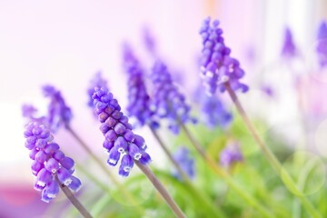 Blue muscari with leaf in a pot on a balcony or window sill.