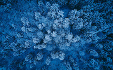 Amazing blue areal forest during winter