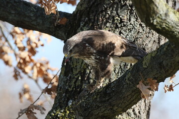 common buzzard (Buteo buteo) with prey mouse germany