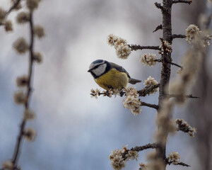blue tit on a branch
