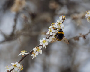 bumblebee on a branch