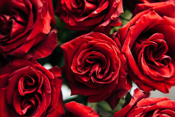 expensive bouquet of large red roses, background of many red roses