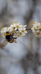 bumblebee on a branch