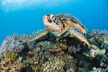sea ​​turtle on top of coral in the sea