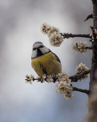 blue tit in the spring