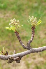 Pear bud. Spring. Farmer's garden. Blooming soon.