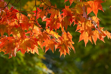 日本楓の紅葉