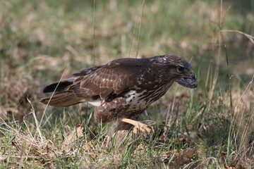 common buzzard (Buteo buteo) with prey mouse germany