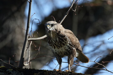 common buzzard (Buteo buteo) with prey mouse germany
