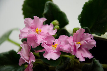 Viola plant blooming with pink flowers.