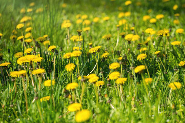 Yellow blossoming dandelions on a sunny summer meadow
