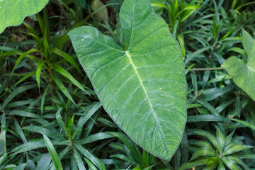 Close up of the Philodendron leaf. Monstera
