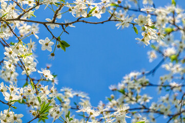 Delicate white cherry blossom. Spring holiday card	