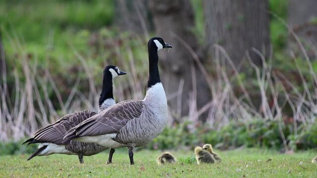 Canada goose family with goslings searchs food on the urban meadow, spring,  (branta canadensis), germany