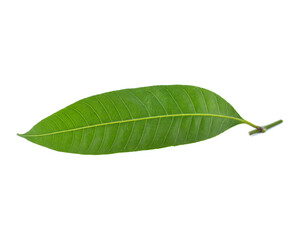 Fototapeta na wymiar maprang leaf on a white background