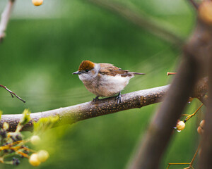robin on a branch