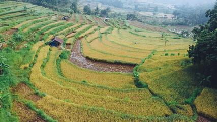 beautiful rice terraces pattern in Bantul Yogyakarta