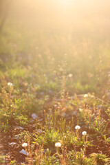 Wildflowers growing in the field, illuminated by warm golden hour light. Selective focus.