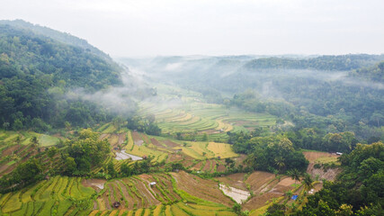 aerial view of rice fields among the hills with morning mist