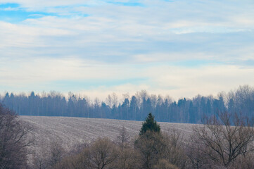 Forest and all the beauty of the morning frost in early winter, autumn frosts on the grass and trees.