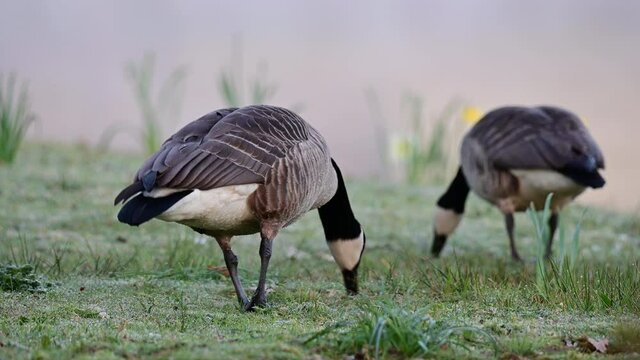 Canada goose couple searchs food on the park meadow together, spring,  (branta canadensis), germany