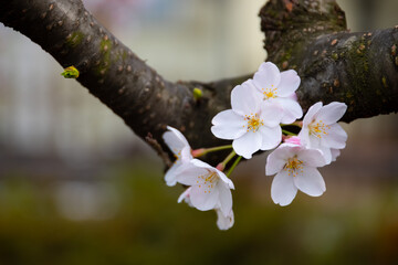 cherry blooms at the park close shot 