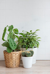 Houseplants on the table