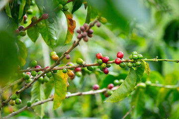 branch with coffee beans in Colombia