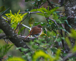 robin on a branch