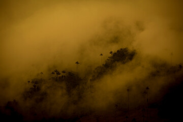 palm trees silhouette sunset in Colombia